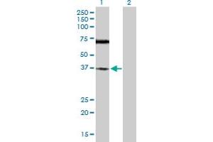 Western Blot analysis of TREX1 expression in transfected 293T cell line by TREX1 MaxPab polyclonal antibody. (TREX1 anticorps  (AA 1-369))