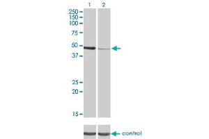 Western blot analysis of PTK9 over-expressed 293 cell line, cotransfected with PTK9 Validated Chimera RNAi (Lane 2) or non-transfected control (Lane 1). (TWF1 anticorps  (AA 80-252))