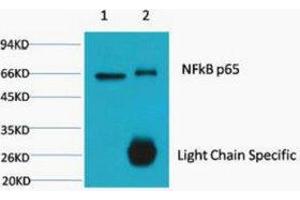 Immunoprecipitation (IP) analysis: 1) Input: HeLa Cell Lysate. (NF-kB p65 anticorps)