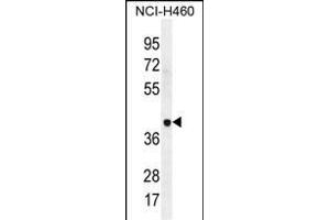 LRRC38 Antibody (C-term) (ABIN655842 and ABIN2845255) western blot analysis in NCI- cell line lysates (35 μg/lane). (LRRC38 anticorps  (C-Term))