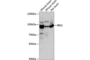 Western blot analysis of extracts of various cell lines, using RIN1 antibody (ABIN6128671, ABIN6146951, ABIN6146952 and ABIN6217912) at 1:3000 dilution. (RIN1 anticorps  (AA 1-280))