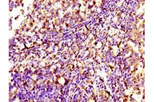 Immunohistochemistry of paraffin-embedded human tonsil tissue using ABIN7169699 at dilution of 1:100