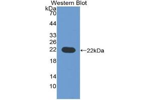 Western blot analysis of recombinant Human CD276. (CD276 anticorps  (AA 47-219))