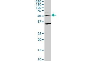 STAU2 monoclonal antibody (M09), clone 3E9. (Double-stranded RNA-binding protein Staufen homolog 2 (STAU2) (AA 2-90) anticorps)