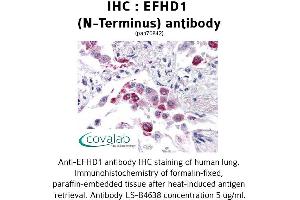 Image no. 2 for anti-EF-Hand Domain Family, Member D1 (EFHD1) (N-Term) antibody (ABIN1733906) (EFHD1 anticorps  (N-Term))
