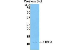 Western Blotting (WB) image for anti-Indoleamine 2,3-Dioxygenase 2 (IDO2) (AA 106-190) antibody (ABIN1176272) (IDO2 anticorps  (AA 106-190))