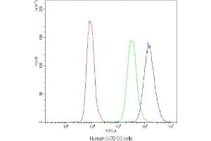 Flow cytometry testing of human U-2 OS cells with NFAT4 antibody at 1ug/10^6 cells (blocked with goat sera) (NFATC3 anticorps)