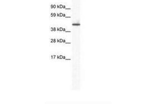 ZNF557 anticorps  (AA 298-347)