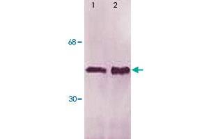The whole cell lysate derived from m-CSF stimulated Jurket cells (Lane 1) or mouse spleen (Lane 2) were immune-probed by LSP1 (phospho S252) polyclonal antibody  at 1 : 500. (LSP1 anticorps  (pSer252))