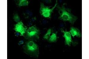 Anti-MAPRE2 mouse monoclonal antibody (ABIN2454620) immunofluorescent staining of COS7 cells transiently transfected by pCMV6-ENTRY MAPRE2 (RC200259). (MAPRE2 anticorps)
