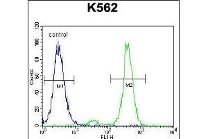 VILL Antibody (Center) (ABIN656022 and ABIN2845397) flow cytometric analysis of K562 cells (right histogram) compared to a negative control cell (left histogram). (VILL anticorps  (AA 385-412))