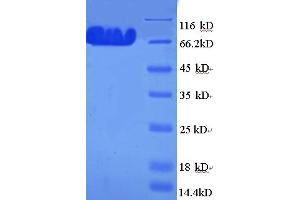 SDS-PAGE (SDS) image for Myosin Regulatory Light Chain Interacting Protein (MYLIP) (AA 1-445), (full length) protein (GST tag) (ABIN4975787) (MYLIP Protein (AA 1-445, full length) (GST tag))