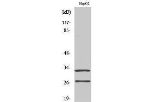 Western Blotting (WB) image for anti-Cathepsin G (CTSG) (cleaved), (Ile21) antibody (ABIN3181797) (Cathepsin G anticorps  (cleaved, Ile21))