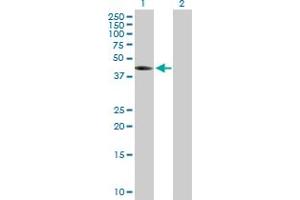 Western Blot analysis of THEG expression in transfected 293T cell line by THEG MaxPab polyclonal antibody. (THEG anticorps  (AA 1-379))