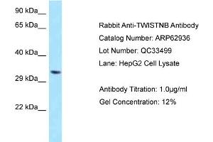 Western Blotting (WB) image for anti-TWIST Neighbor (TWISTNB) (C-Term) antibody (ABIN2789304) (TWIST Neighbor anticorps  (C-Term))