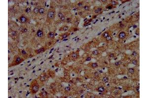 IHC image of ABIN7142850 diluted at 1:300 and staining in paraffin-embedded human liver tissue performed on a Leica BondTM system. (CYP8B1 anticorps  (AA 303-440))