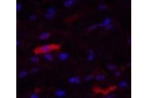 Immunofluorescence analysis of Human breast tissue using IDE Monoclonal Antibody at dilution of 1:200.