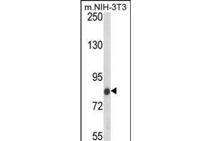 Western blot analysis of TARSL2 Antibody (Center) (ABIN652597 and ABIN2842401) in NIH-3T3 cell line lysates (35 μg/lane). (TARSL2 anticorps  (AA 380-408))