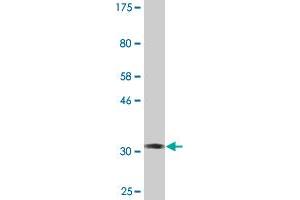 Western Blot detection against Immunogen (34.
