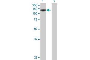 Western Blot analysis of FAM179B expression in transfected 293T cell line by FAM179B MaxPab polyclonal antibody. (FAM179B anticorps  (AA 1-974))