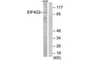 Western blot analysis of extracts from A549 cells, using EIF4G2 Antibody. (EIF4G2 anticorps  (AA 41-90))