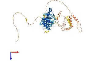 AlphaFold protein structure predicition of Mouse Recombinant Nova1 Protein, UniprotID Q9JKN6