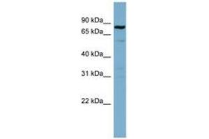 Image no. 1 for anti-Signal Transducer and Activator of Transcription 3 (Acute-Phase Response Factor) (STAT3) (C-Term) antibody (ABIN6741815)