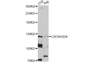Western blot analysis of extracts of various cell lines, using CACNA2D4 antibody (ABIN5997350) at 1/1000 dilution. (CACNA2D4 anticorps)