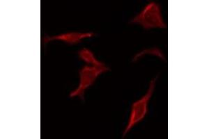 ABIN6269253 staining Hela by IF/ICC.