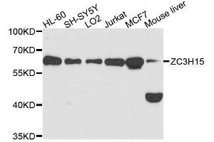 Western blot analysis of extracts of various cell lines, using ZC3H15 antibody. (ZC3H15 anticorps  (AA 1-300))