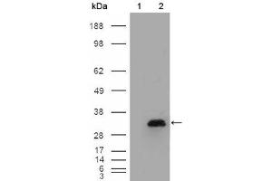Western Blot showing APOA1 antibody used against HEK293T cells transfected with the pCMV6-ENTRY control (1) and pCMV6-ENTRY APOA1 cDNA (2). (APOA1 anticorps)