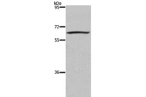 Western Blot analysis of 293T cell using DUSP8 Polyclonal Antibody at dilution of 1:200 (DUSP8 anticorps)
