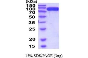 SDS-PAGE (SDS) image for Angiotensin I Converting Enzyme 2 (ACE2) (AA 18-740) protein (His tag) (ABIN7281095)