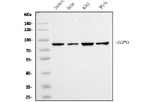 Western blot analysis of Calpain 1 using anti-Calpain 1 antibody (ABIN7601600).