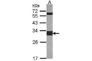 WB Image Sample (30 ug of whole cell lysate) A:NIH-3T3 12% SDS PAGE antibody diluted at 1:1000 (14-3-3 zeta anticorps  (Center))