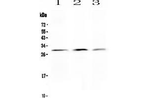 Anti-Kallikrein 2 antibody, Western blottingAll lanes: Anti Kallikrein 2  at 0.
