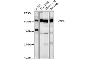 Western blot analysis of extracts of various cell lines, using RANKL antibody (ABIN6127581, ABIN6149337, ABIN6149338 and ABIN6217616) at 1:1000 dilution.