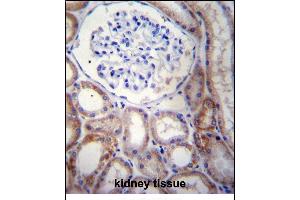 STARD5 Antibody (N-term) (ABIN656750 and ABIN2845973) immunohistochemistry analysis in formalin fixed and paraffin embedded human kidney tissue followed by peroxidase conjugation of the secondary antibody and DAB staining. (STARD5 anticorps  (N-Term))