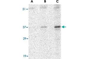 Western blot analysis of UNG in C2C12 cell lysate with UNG polyclonal antibody  at (A) 0. (UNG anticorps  (N-Term))