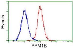 Image no. 3 for anti-Protein Phosphatase, Mg2+/Mn2+ Dependent, 1B (PPM1B) antibody (ABIN1500375) (PPM1B anticorps)