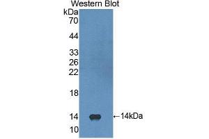 Western Blotting (WB) image for anti-Fibroblast Growth Factor 23 (FGF23) (AA 79-160) antibody (ABIN1858871) (FGF23 anticorps  (AA 79-160))