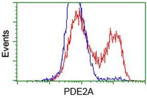 HEK293T cells transfected with either RC207219 overexpress plasmid (Red) or empty vector control plasmid (Blue) were immunostained by anti-PDE2A antibody (ABIN2454178), and then analyzed by flow cytometry. (PDE2A anticorps)