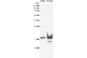 Western Blotting (WB) image for anti-Histone 3 (H3) antibody (ABIN619545) (Histone 3 anticorps)