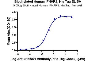 Immobilized Biotinylated Human IFNAR1 at 0.