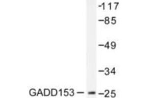 Image no. 1 for anti-DNA-Damage-Inducible Transcript 3 (DDIT3) antibody (ABIN265429)