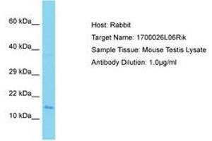 Image no. 1 for anti-Chromosome 9 Open Reading Frame 9 (C9ORF9) (AA 92-141) antibody (ABIN6750340) (C9orf9 anticorps  (AA 92-141))