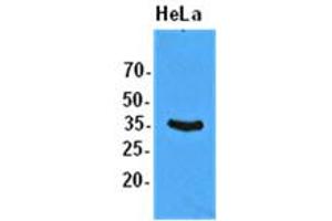 anti-eIF2 alpha/eif2s1 (AA 1-315) antibody
