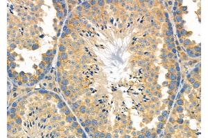 ABIN6264077 and ABIN6278944 at 1/100 staining Mouse testis tissue by IHC-P. (PDCD2L anticorps  (Internal Region))