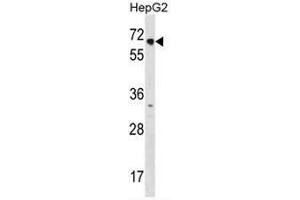 NR2C1 Antibody (C-term) western blot analysis in HepG2 cell line lysates (3µg/lane). (NR2C1 anticorps  (C-Term))
