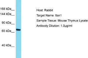 Host: Rabbit Target Name: ITSN1 Sample Tissue: Mouse Thymus Antibody Dilution: 1ug/ml